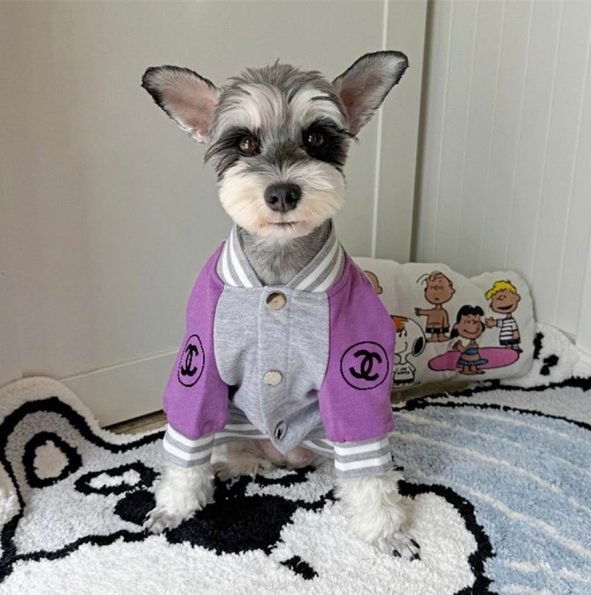 Varsity Pet Jacket (CC)