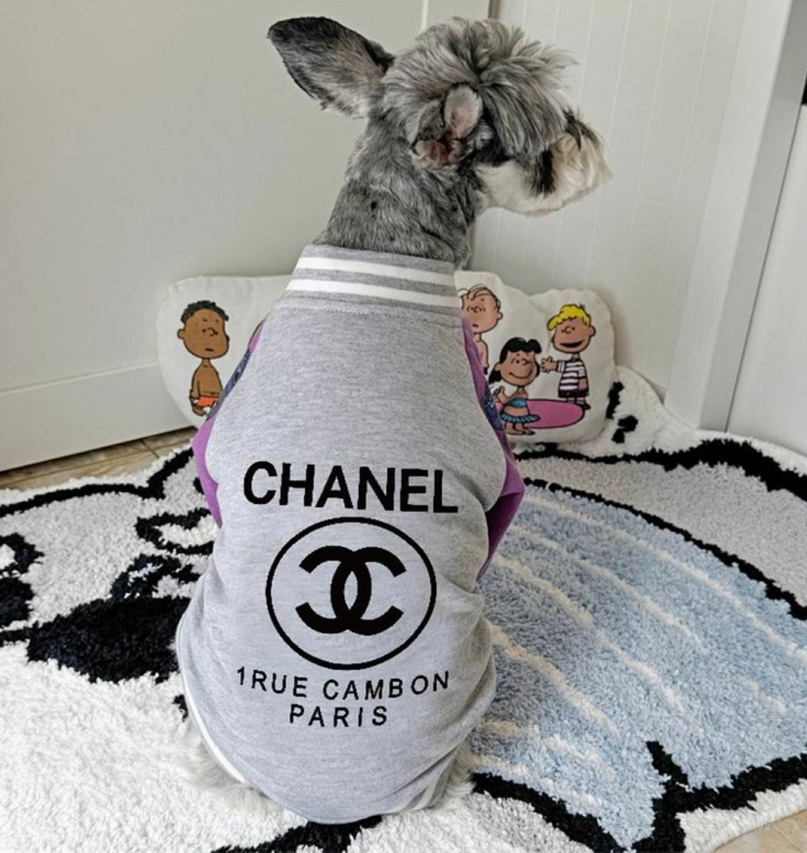 Varsity Pet Jacket (CC)